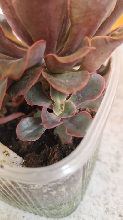 Єхеверія .Гастерія.