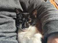 Estou á procura de alguém que consiga adoptar o meu gatinho. Urgente