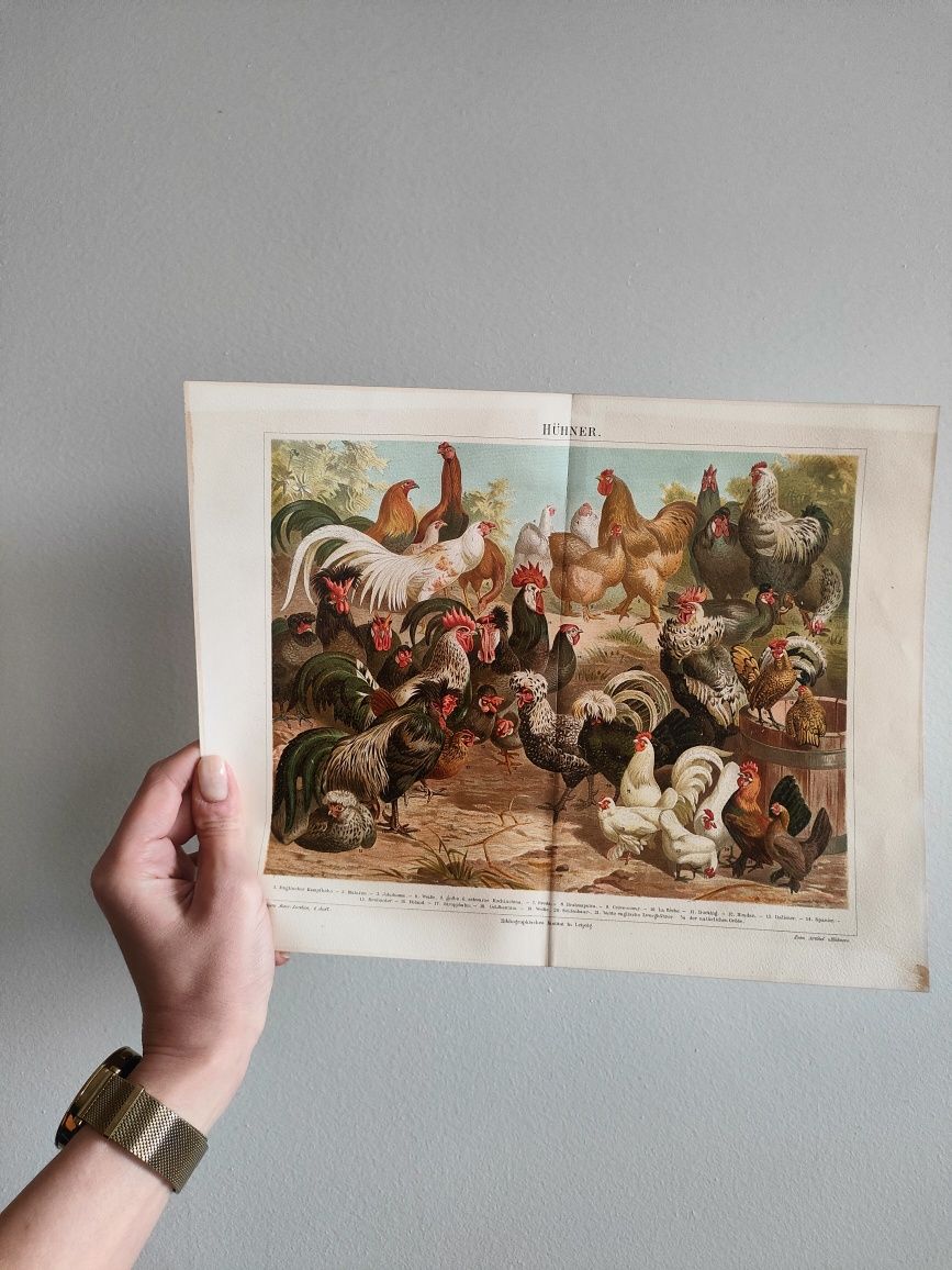 obraz print kury
