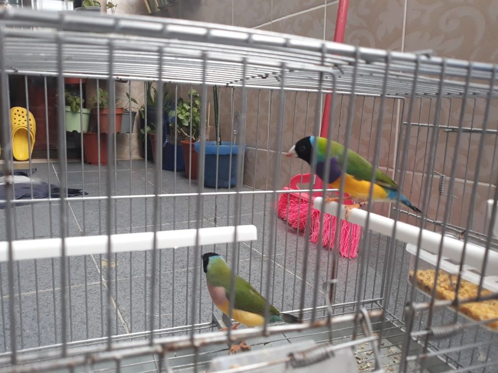 Cedo diamantes gould