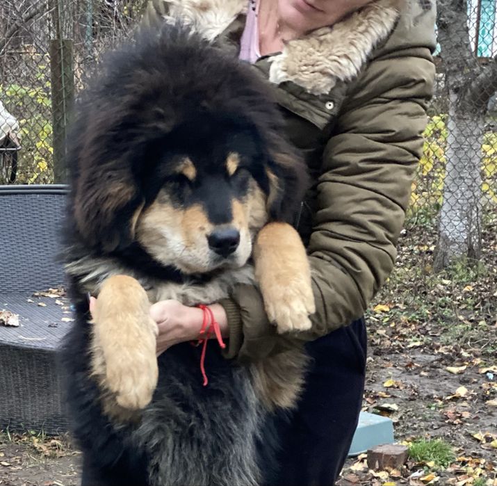 Хлопчик тибетського мастифа.