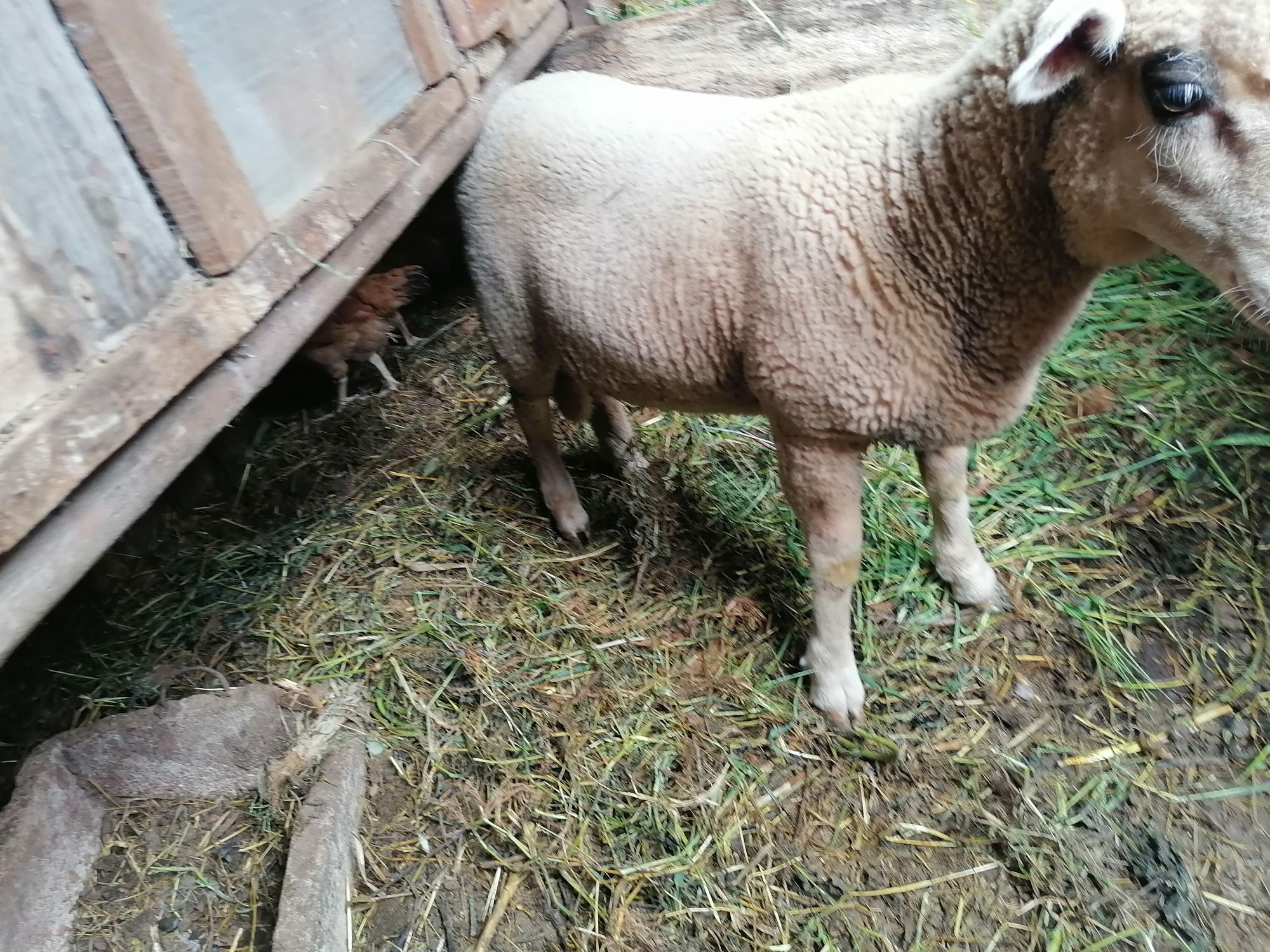 Vendo borrego criação