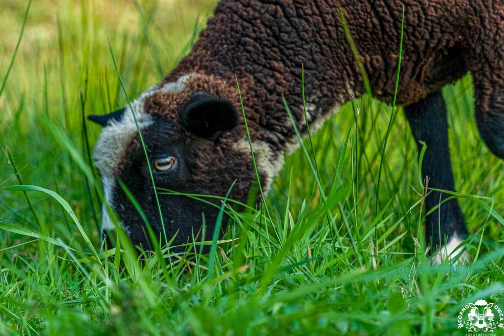 Noclegi z klimatem w Beskidach, blisko szlaku, pokoje z antresolą.