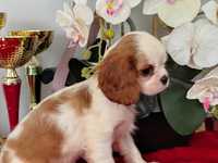 Cavalier King Charles Spaniel piesek z rodowodem+ paszport