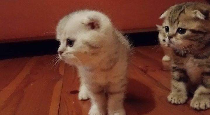 Скотіш фолди хлопчики.
