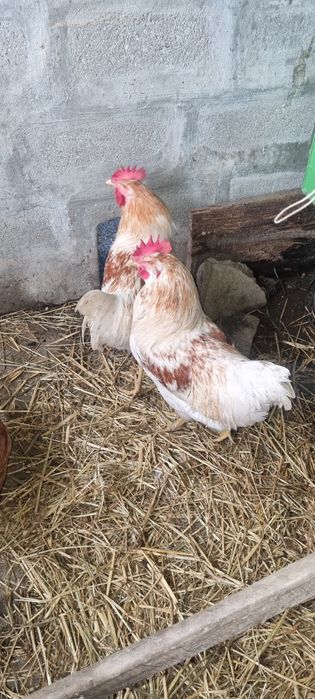 Galinhas e galos caseiros