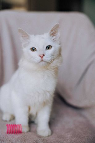 красунчик білий котик ангорчик 6м