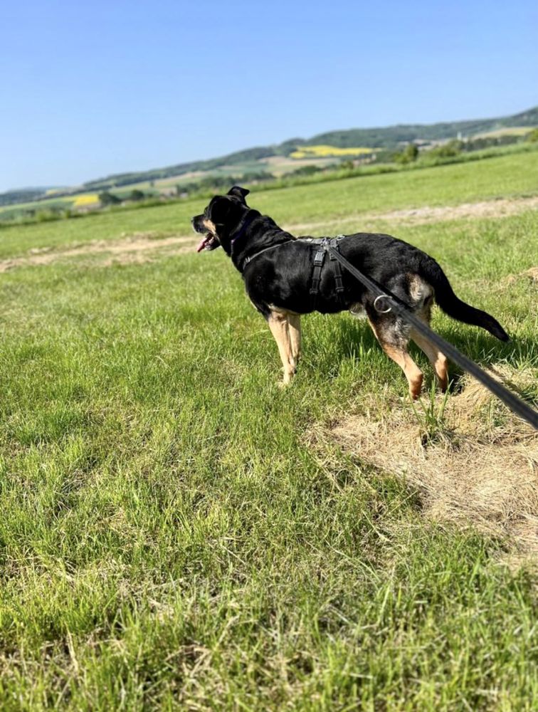 Punia szuka domu duża sunia