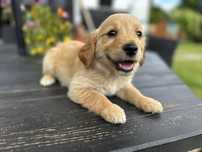 Ava złota sunia golden retriever