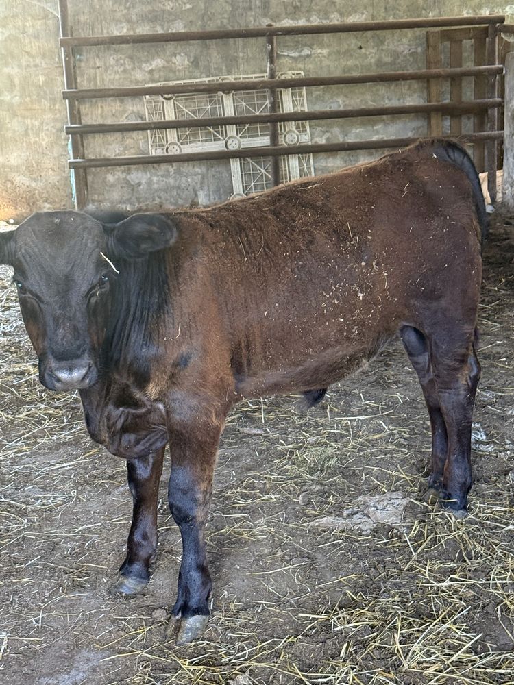Vitelo angus com 10 meses