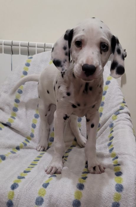 Dálmata macho com 2 meses