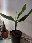 Bananowiec Musa acuminata 'grand nain'