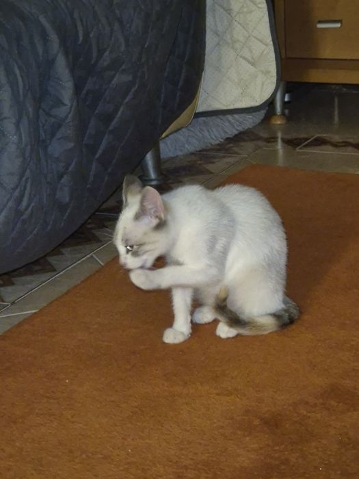 PARA ADOÇÃO Responsável