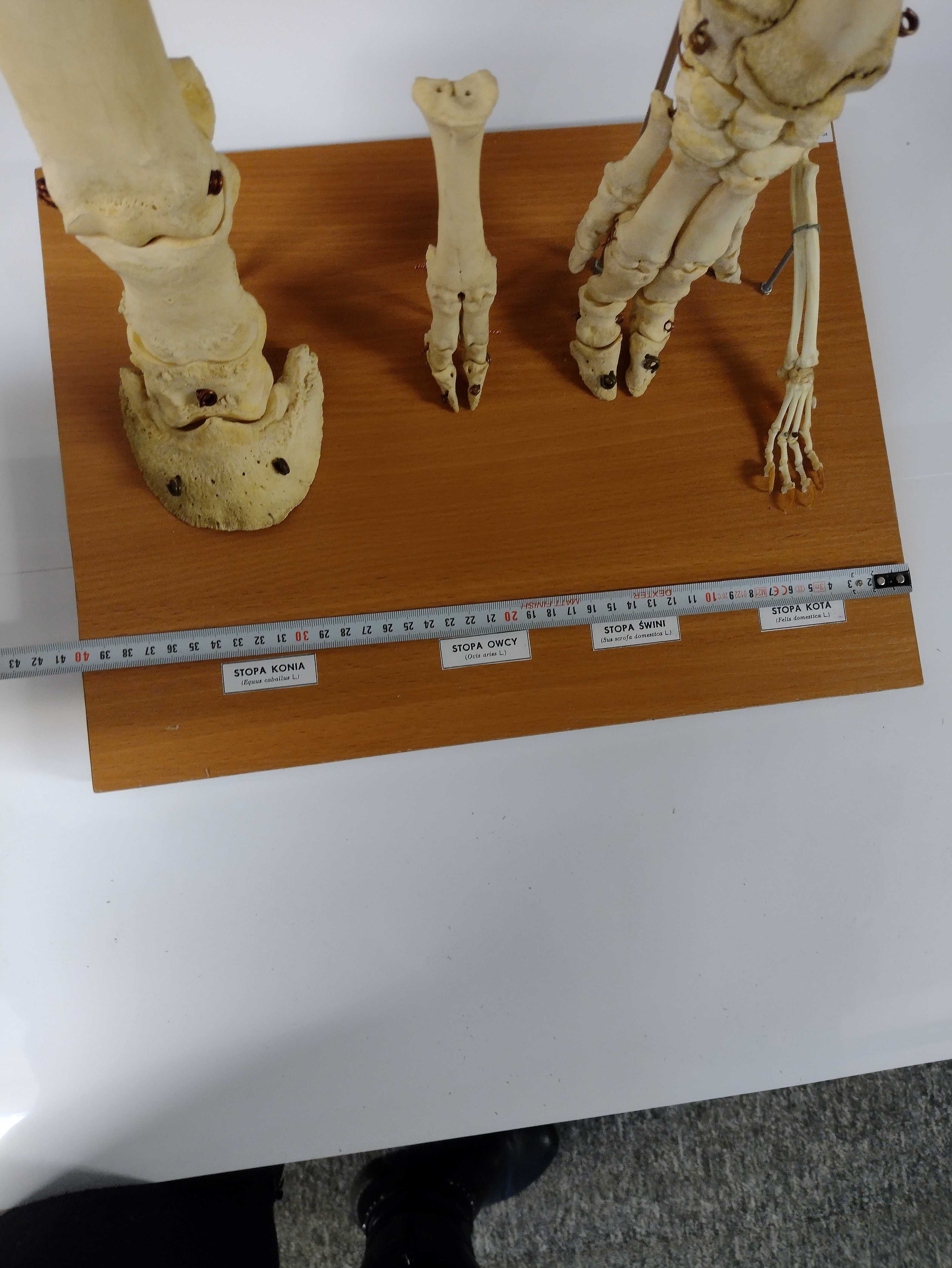 Model kończyn ssaków