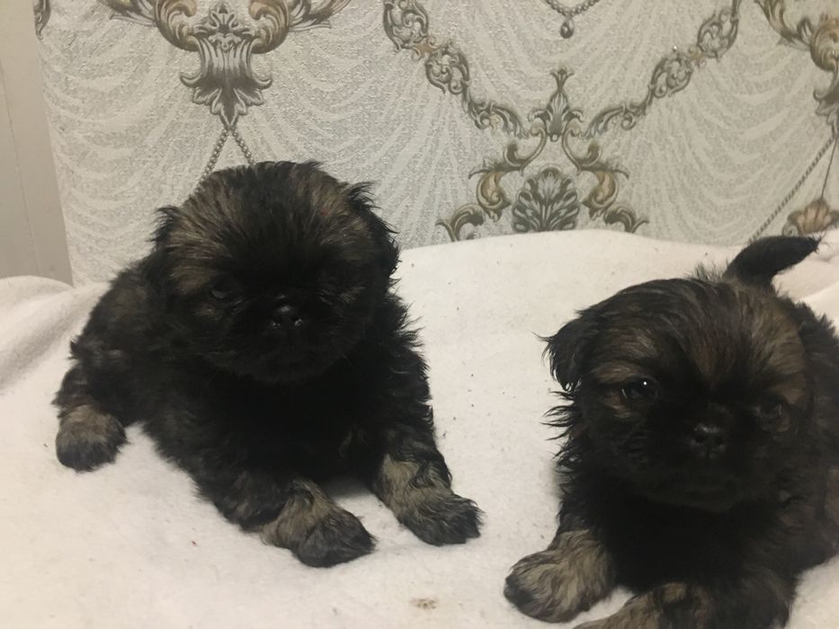 Щенки королевского пекинеса