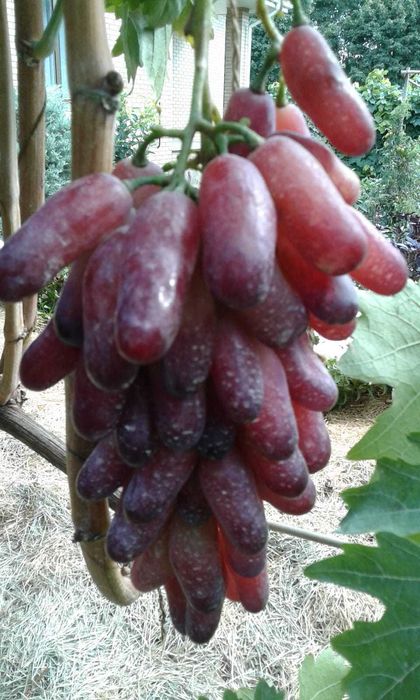 виноград кіш-міш Хеллоуін , Аватар  в контейнері