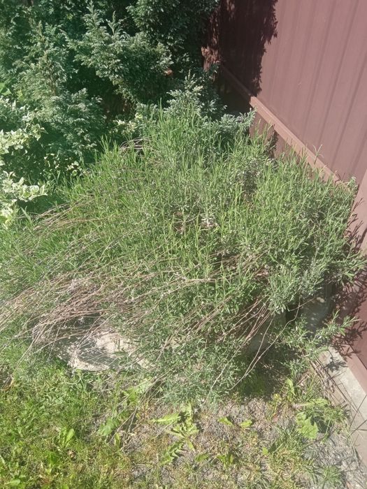 Продам дорослі кущі,лаванда,туя та інші.