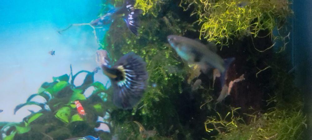 Guppys Galaxy blue