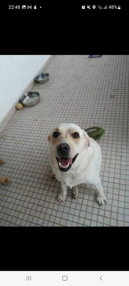 Pet sitter/ cuidadora de animais