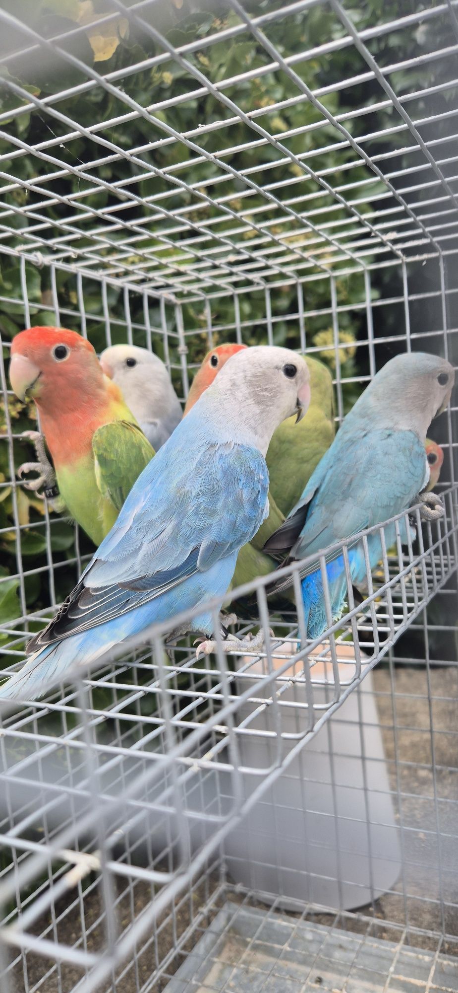 Agapornis roseicollis
