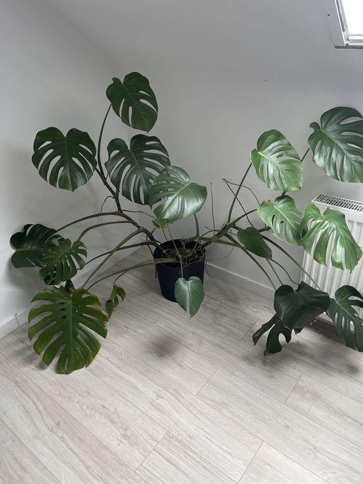 Zamieniam roslinki na koty ;) monstera  3 odnogi