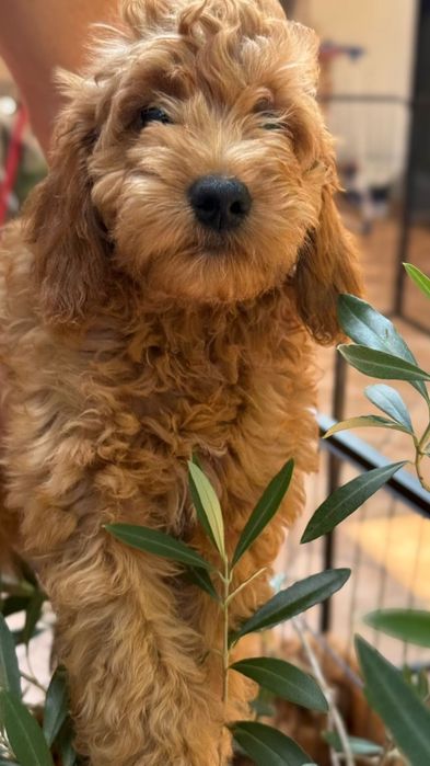 Cockapoo nasze Słodkości