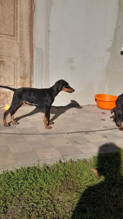 Doberman szczeniak