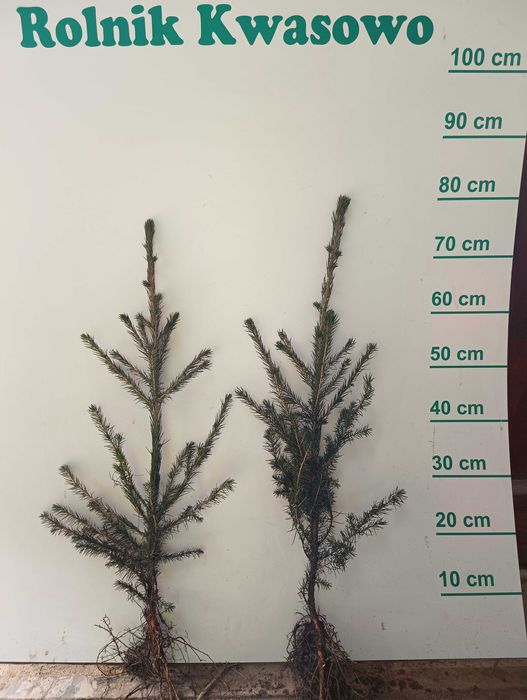 Świerk pospolity 2/2 40 cm - 70 cm