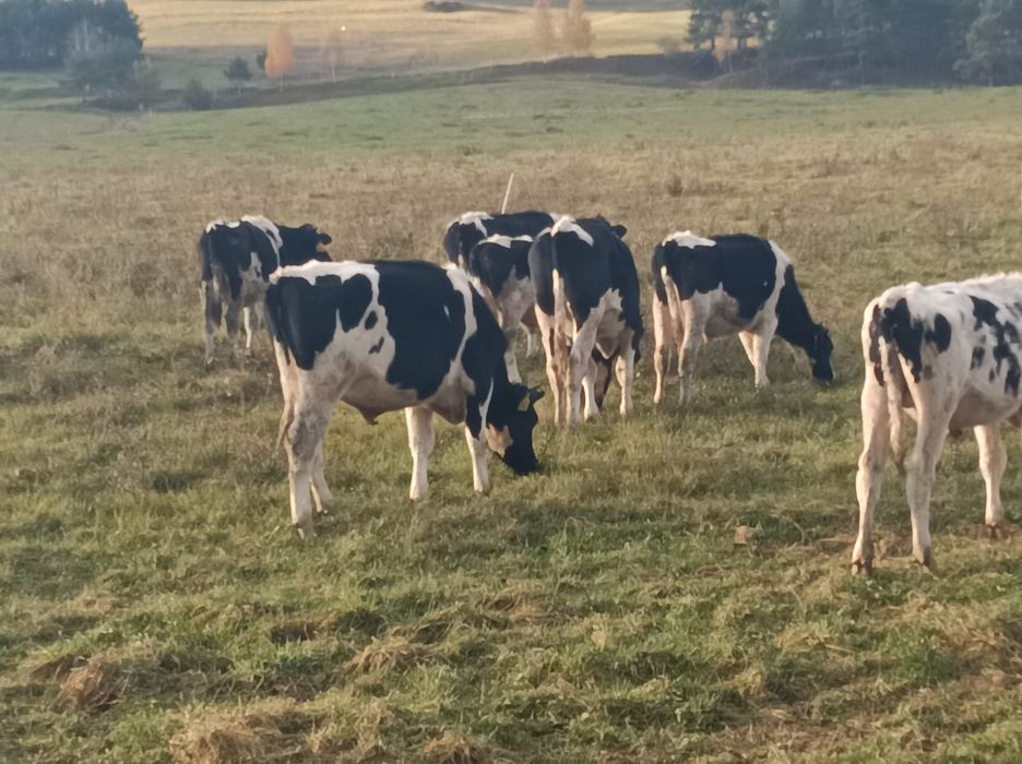 Ciele byczek odsadek