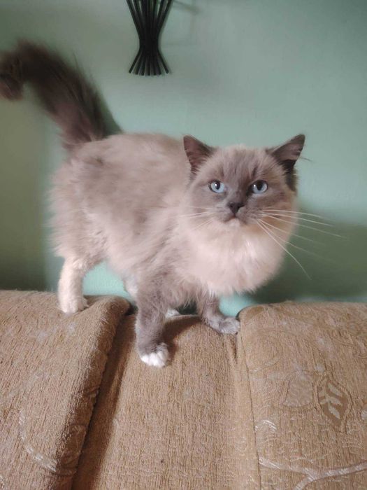 Kotka ragdoll z rodowodem