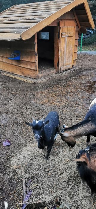 Koziołki miniaturki