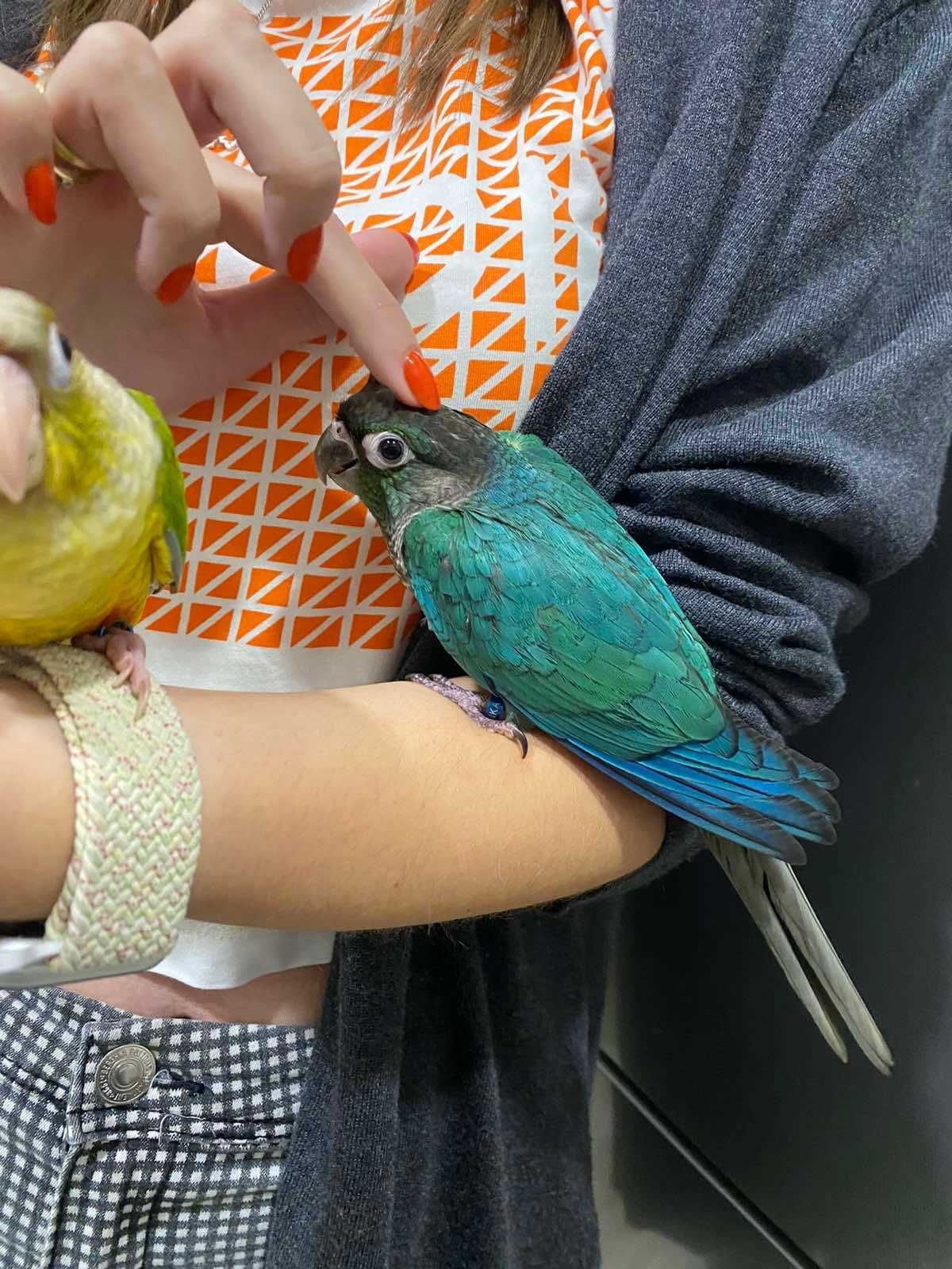 Синий попугай пиррура окрас Turquoise Green Cheek - птенцы выкормыши