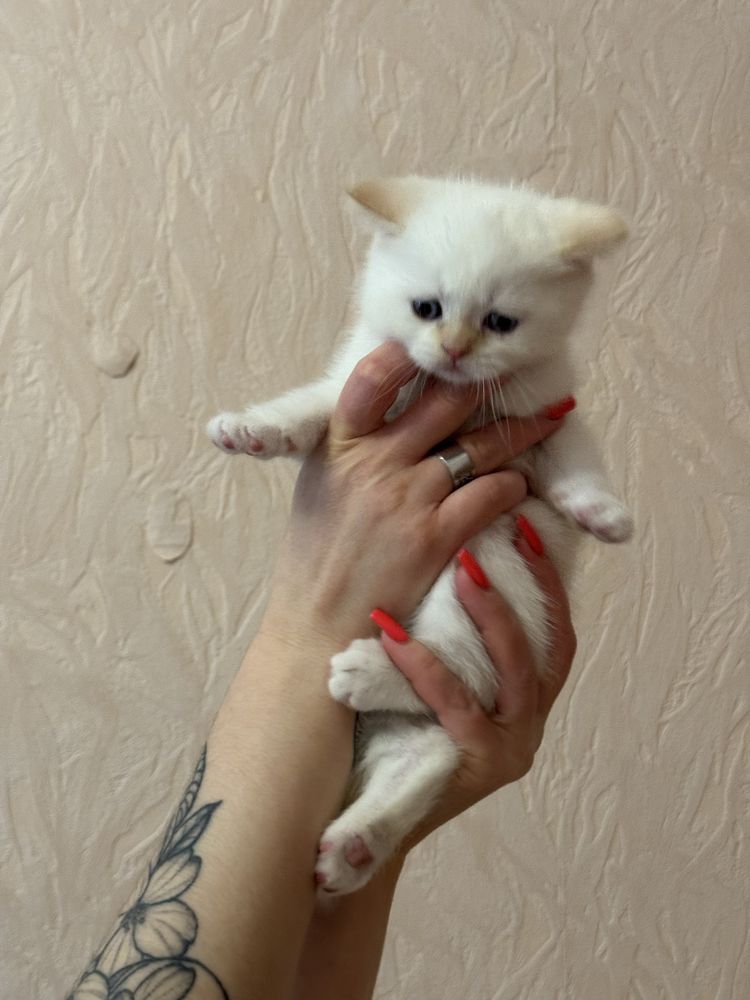 Продається шотладський хлопчик
