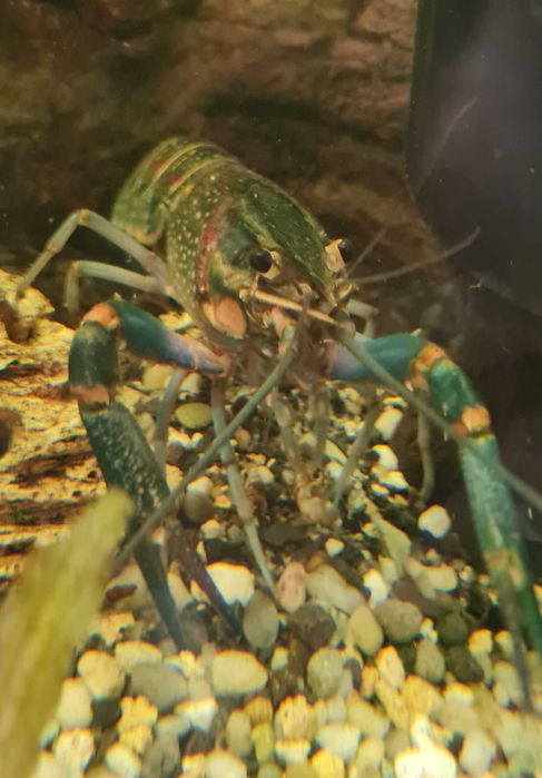 Młode raczki Cherax quadricarinatus, Rak australijski