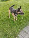 DRAGON cudowny pies szuka domu