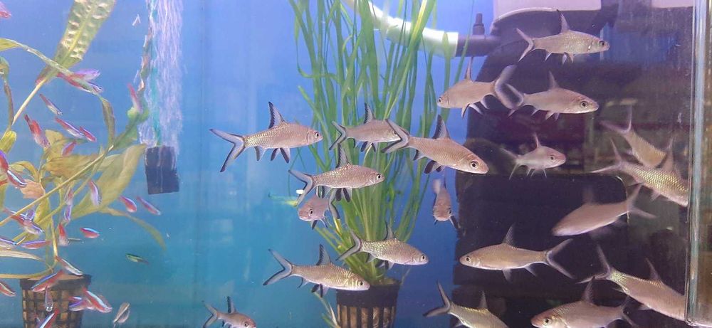 Акваріумна риба.