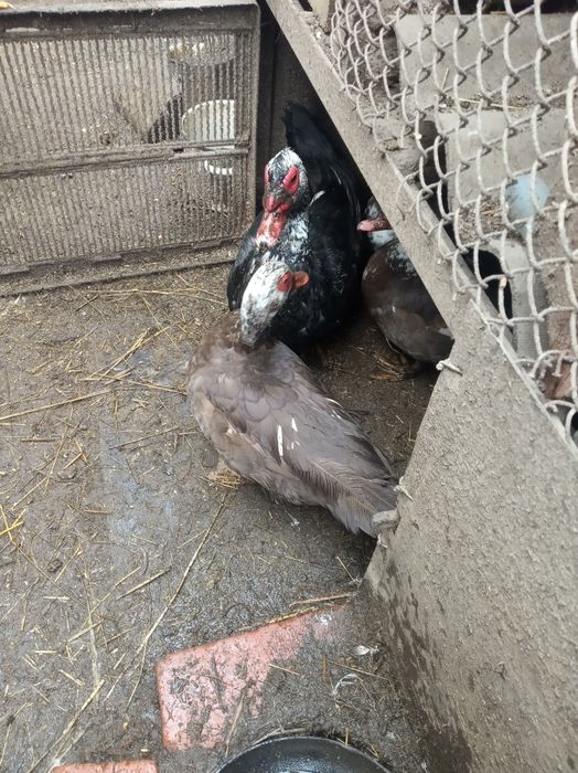 Продам індокачки . 1200 за пару