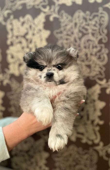 Цуценя шпиців, неймовірноі краси народились 02.12.24 року.