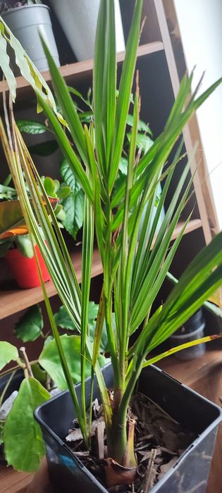 Daktylowiec właściwy Phoenix dactylifera palma daktylowa