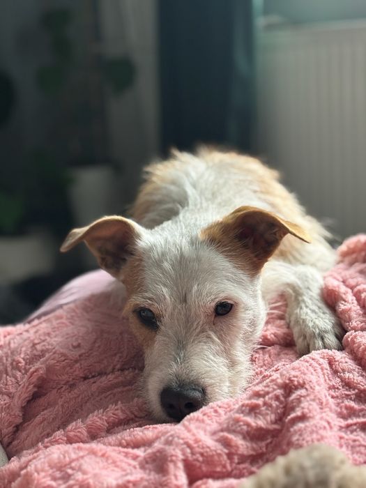 Luna szuka domu


---

Oddam za darmo suczkę – L