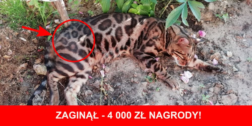 Zaginął kot bengalski 4 TYS ZŁ NAGRODY za odnalezienie naszego kota be
