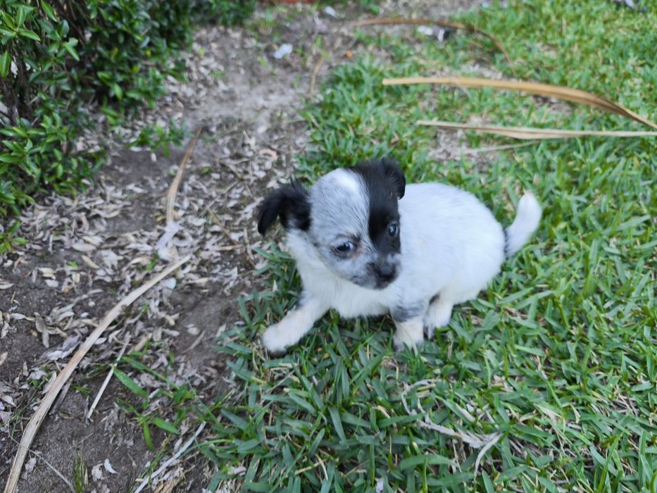 Chihuahua mini fêmea pelo longo disponível para entrega imediata