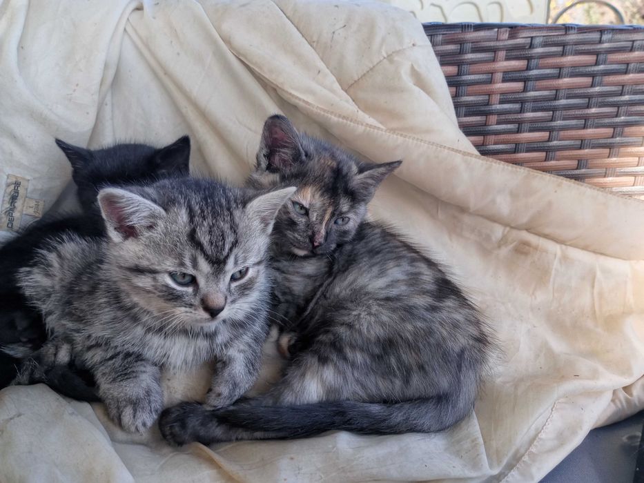 Oddam kotki za darmo