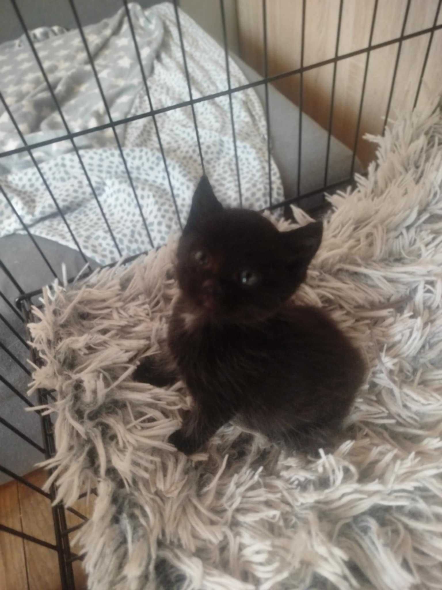Mały koteczek do adopcji