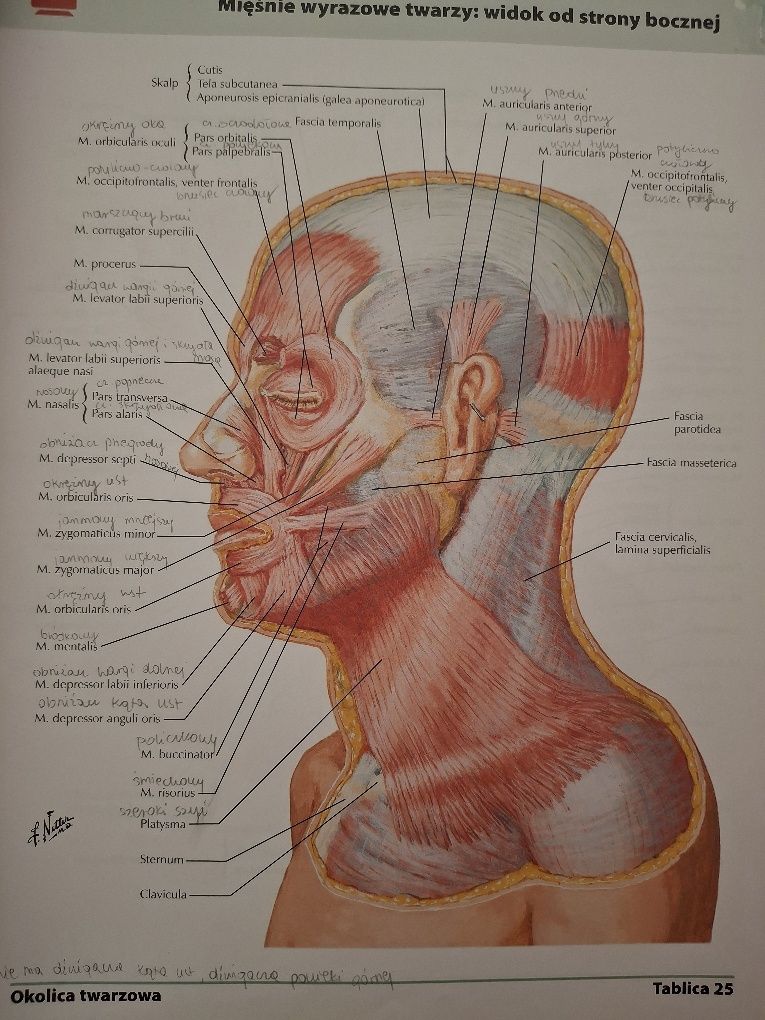 Atlas anatomii człowieka