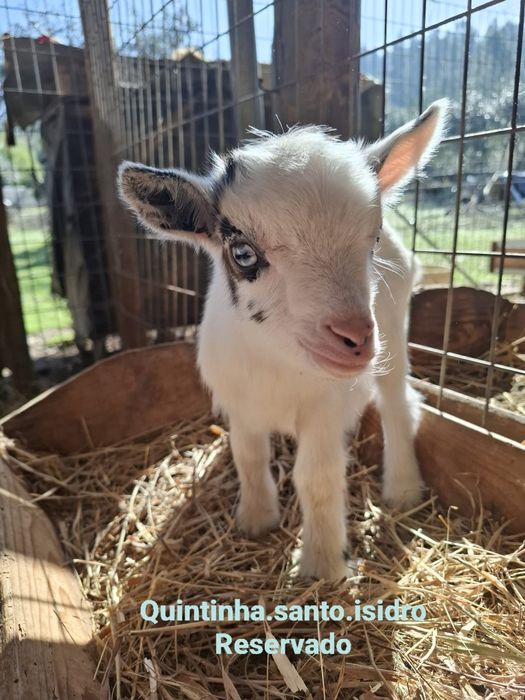 Cabras Micro Anãs - Mini Cabras (30 a 45cm)