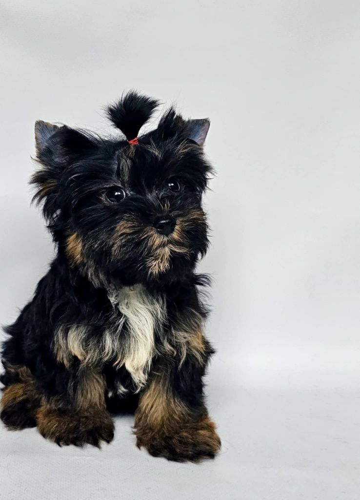 Yorkshire terrier suczka Odessa