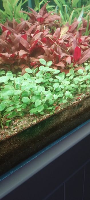 Lobelia roślina akwariowa