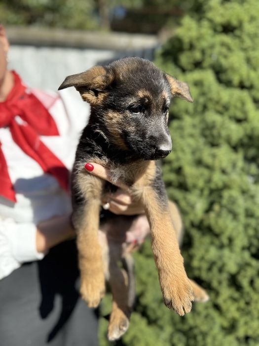 Продам цуценят німецької вівчарки