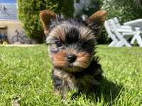 Yorkshire terrier xxs